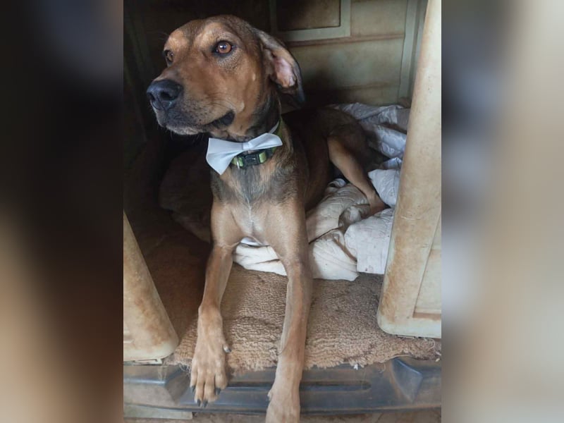 Hund Rüde Tierschutz Bundesweite Vermittlung