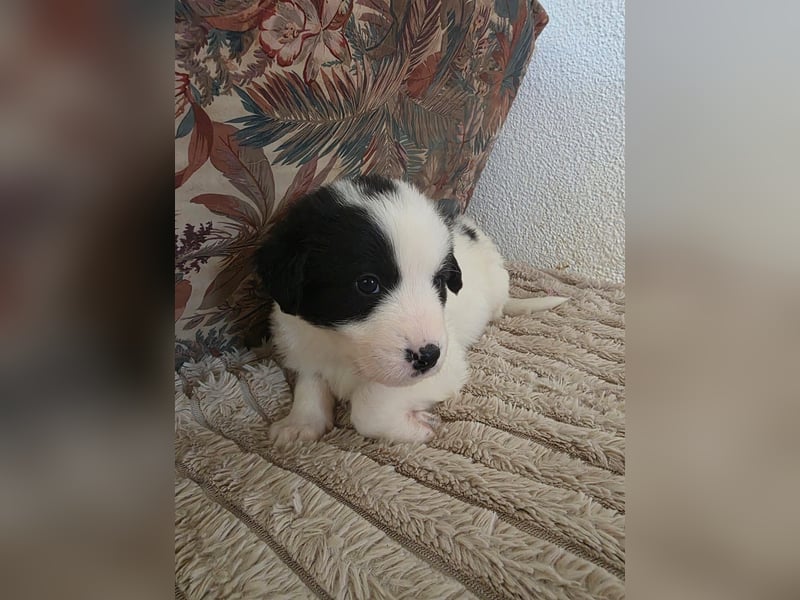 Hund Rüde Tierschutz Welpe Jos Bundesweite Vermittlung