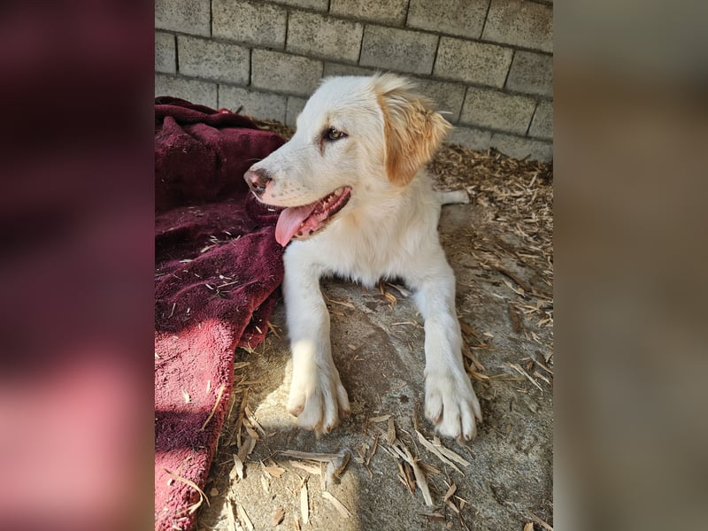 Hund Hündin Welpe Tierschutz Hatty