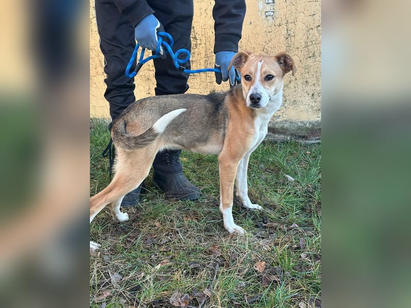 Reyla, geboren 01.05.2025, 49cm sucht ihre Menschen
