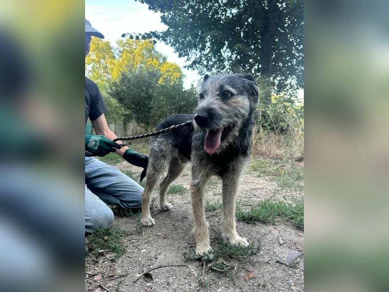Ralf, geboren 01.08.2024, 49cm sucht sein für immer Zuhause