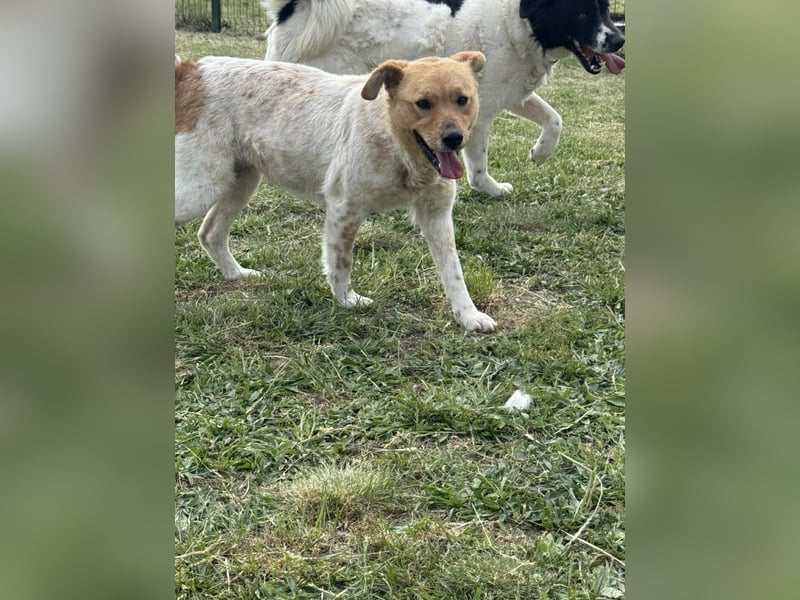 Ginger, geboren 01.01.2022, 44cm sucht ihr Herzenszuhause