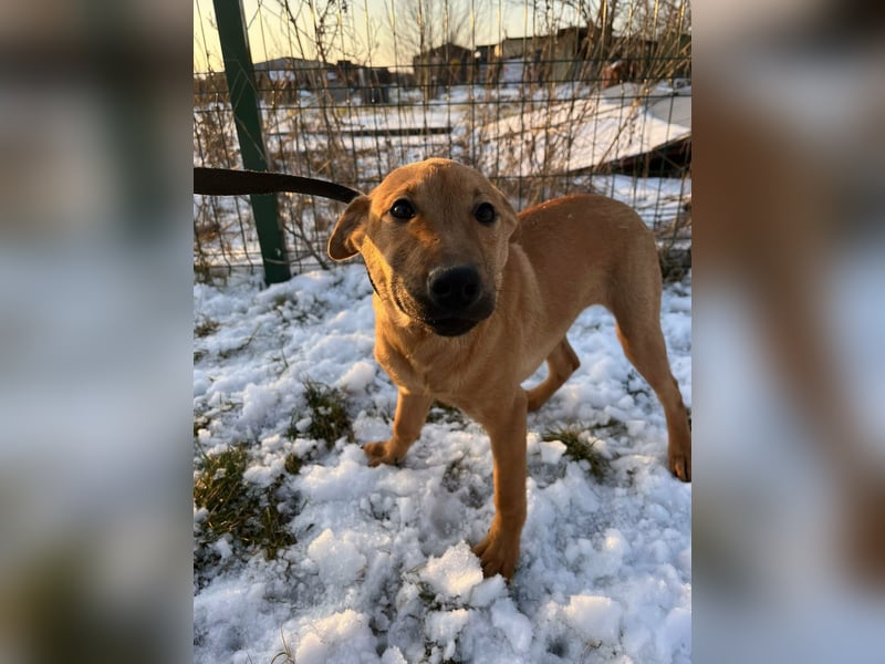 Tequila, geboren 25.08.2025, 45cm sucht Ihr Zuhause