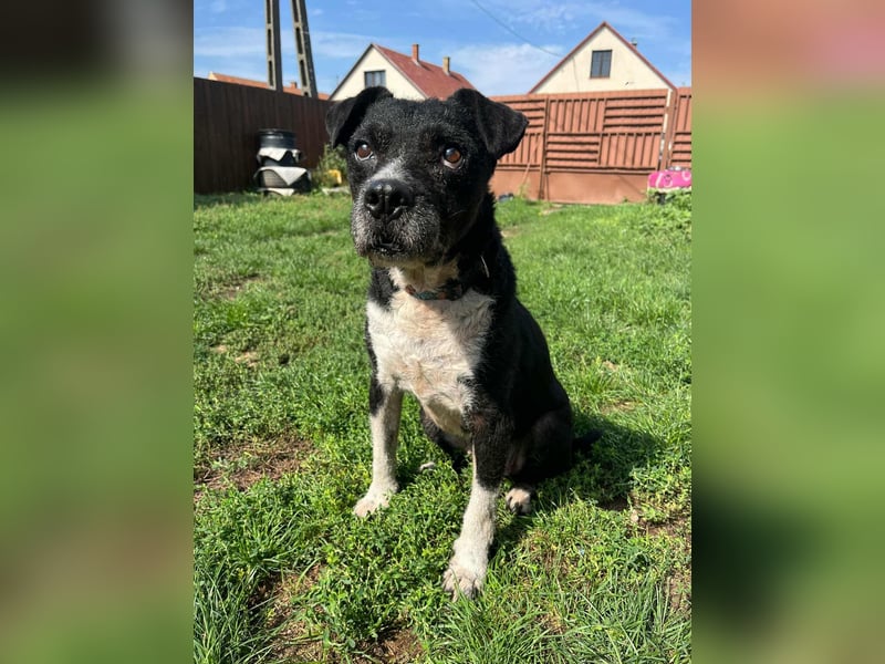 Thea, geboren 01.01.2015, 45cm sucht ruhiges Zuhause