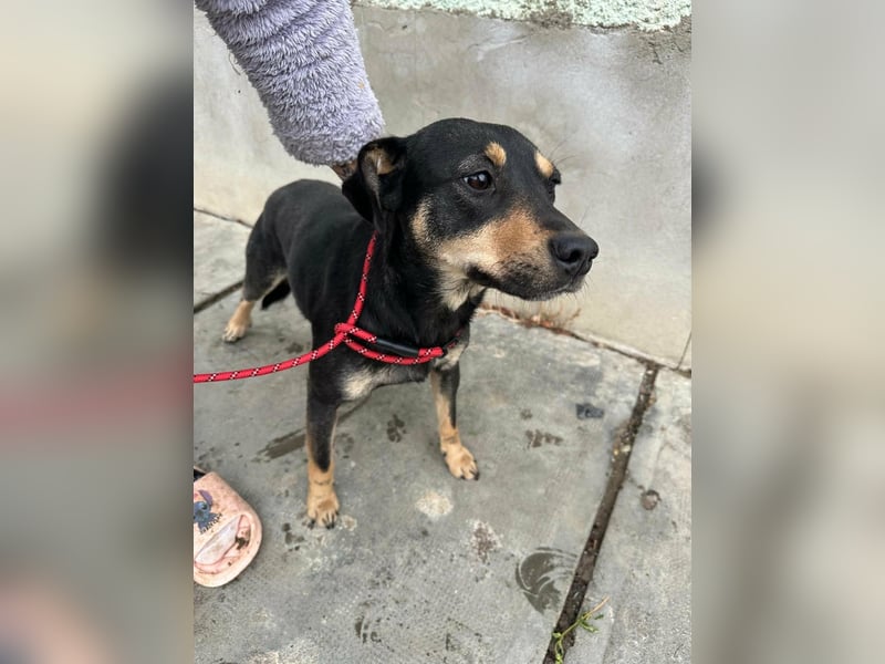 Mirella, geboren 05.12.2023, 46cm sucht ihre Menschen