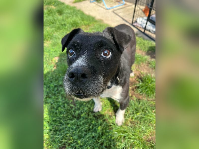 Thea, geboren 01.01.2015, 45cm sucht ruhiges Zuhause