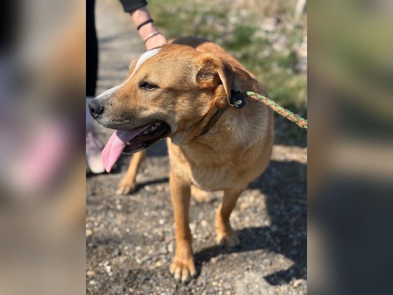 Bambusz, geboren 25.09.2025, 48cm sucht ihr Zuhause