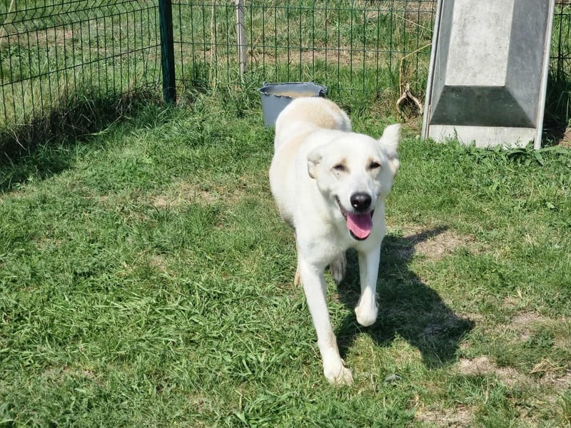 Mirko, geb. 15.10.2021, 49 cm, sucht seine Menschen