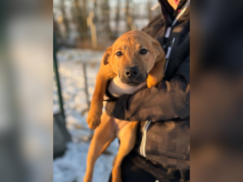 Tequila, geboren 25.08.2025, 45cm sucht Ihr Zuhause