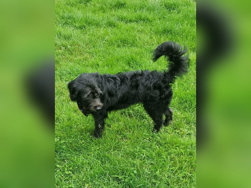 Tommy, geb. 12.2025, 36cm sucht sein Körbchen