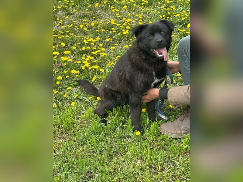 Roy, geb. Juli 2025, 43cm sucht sein Körbchen