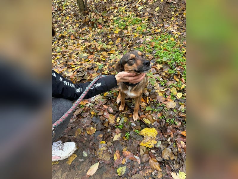 Pircsi, 2 Jahre, 42cm sucht ihr Körbchen