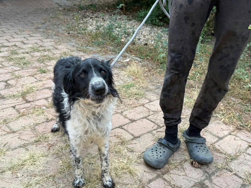 Oreo, geboren 05.03.2025, 47cm sucht seine Familie