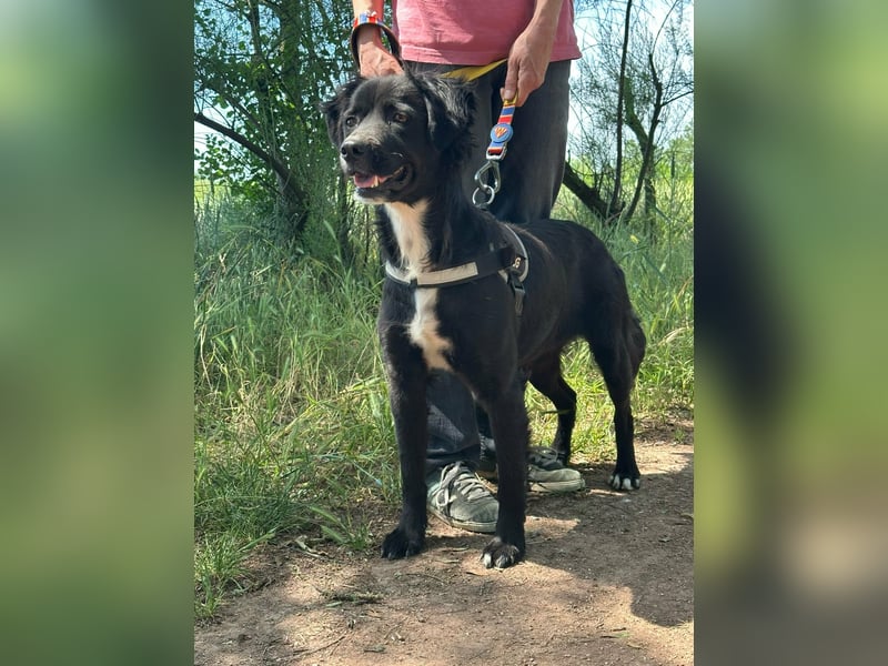 Zsazsa, geb. 02.01.2025, 52 cm, sucht ihr Für-Immer-Zuhause