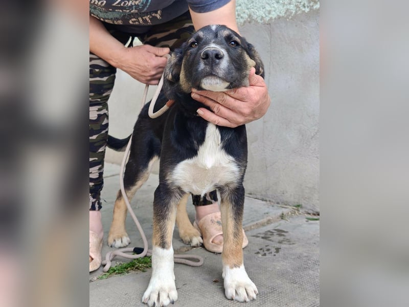 Borisz, geboren 28.12.2025, 42cm sucht sein Körbchen