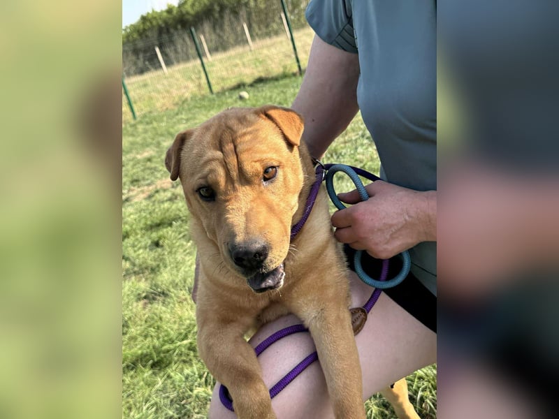 Cain, geboren 2018, 44cm sucht ein liebevolles Zuhause