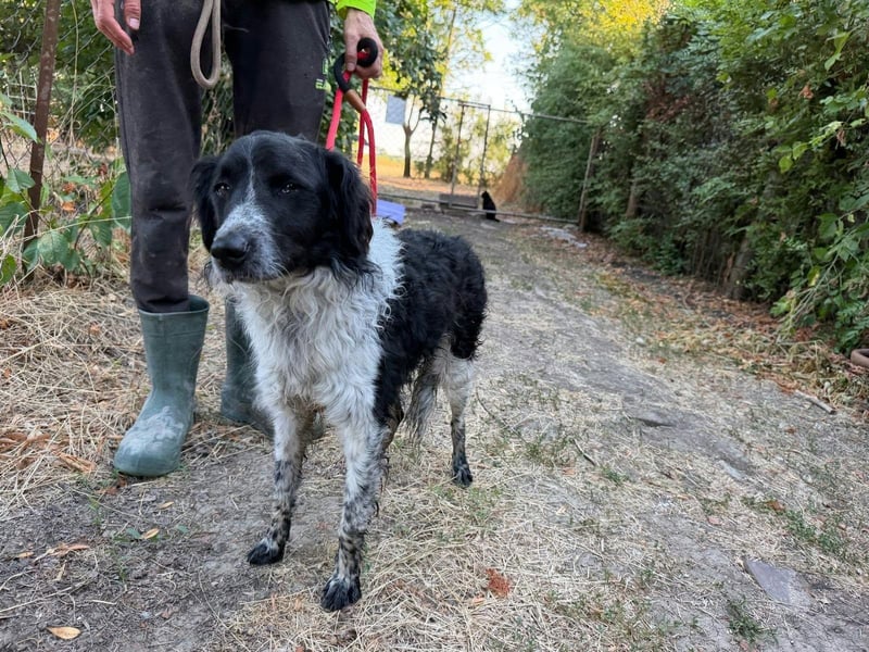 Oreo, geboren 05.03.2025, 47cm sucht seine Familie