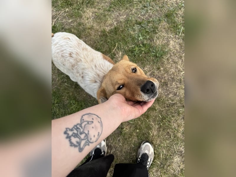 Ginger, geboren 01.01.2022, 44cm sucht ihr Herzenszuhause