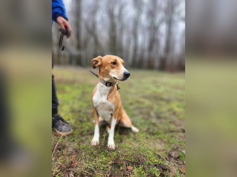 Törpie, 3 Jahre, 46cm sucht sein für immer Zuhause