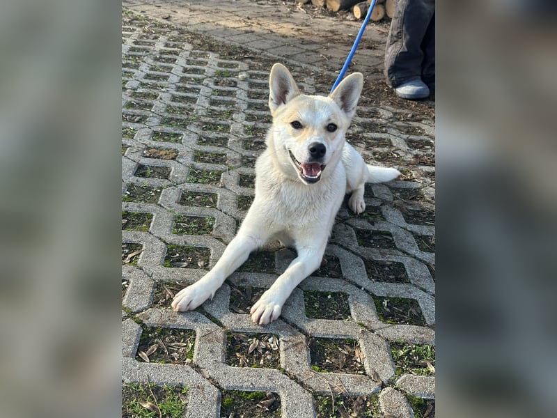 Wendy, geboren 20.11.2024, 45cm sucht ihre Menschen