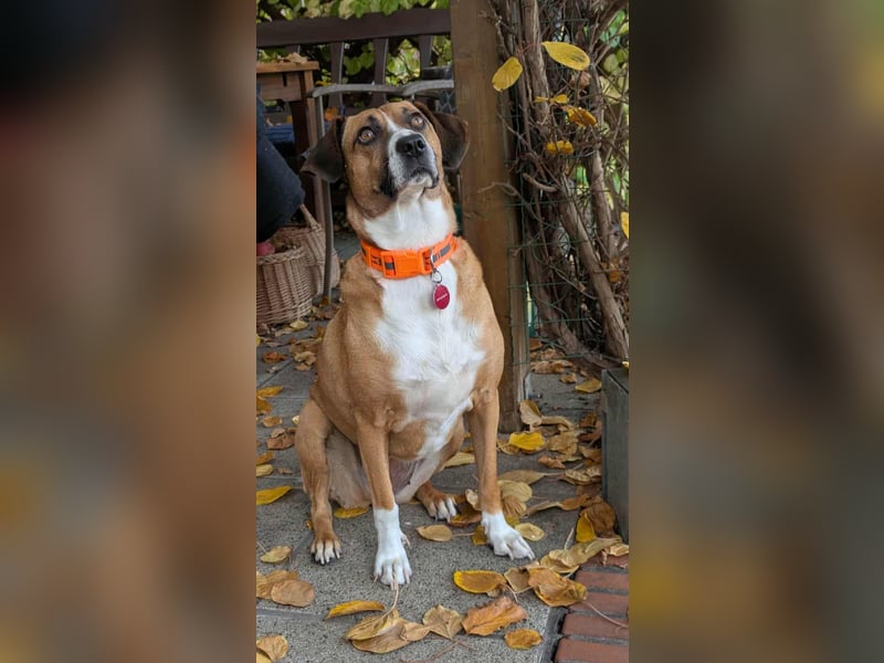 Miranda, geboren 16.08.2020, 49cm sucht ihr für immer Zuhause (Pflegestelle in Deutschland)