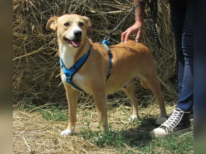 Perla, geb, 02/2023, 47 cm, sucht ihr Für-Immer-Zuhause