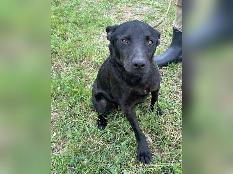 Dennis, geboren 01.06.2023, 53cm sucht nach seinem Glück