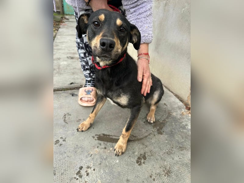 Mirella, geboren 05.12.2023, 46cm sucht ihre Menschen