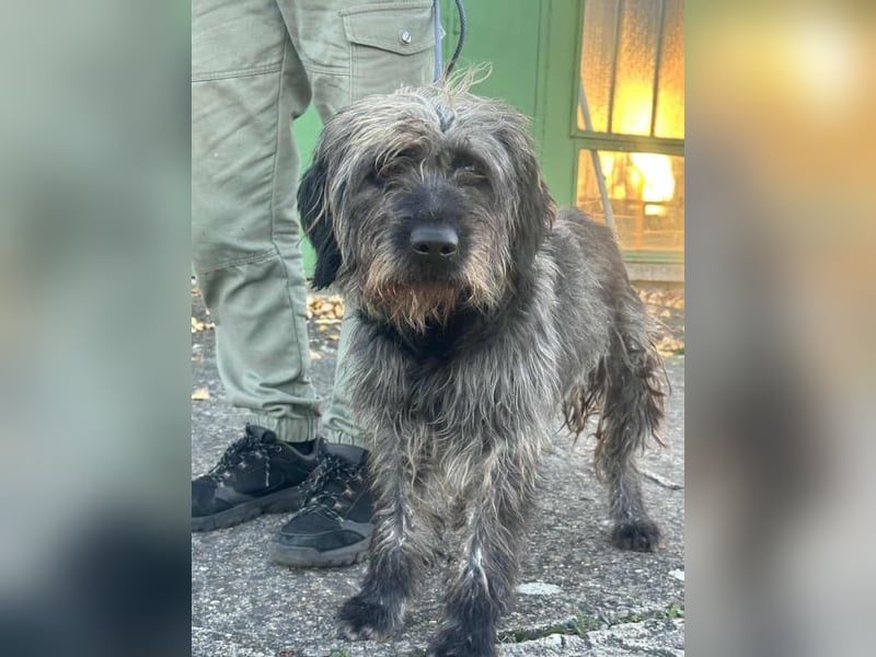 Ficko, geb. 08/2022, 47 cm, wartet auf seine Menschen