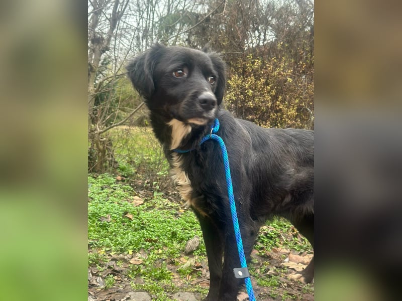 Zsazsa, geboren 02.01.2025, 52cm sucht ihre Menschen