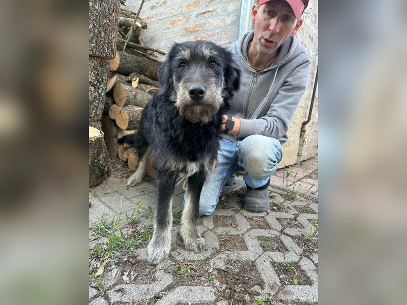 Timon, geb. 12.2025, 44cm sucht seine Abenteurer