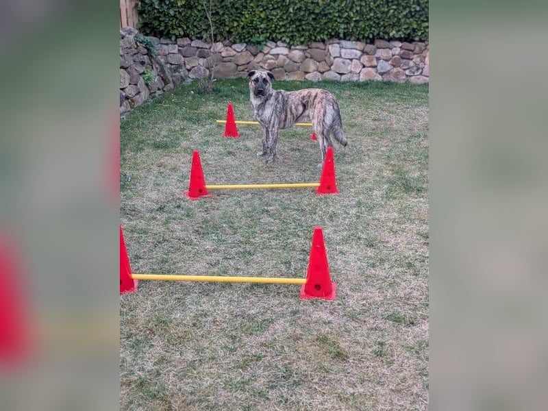 Sirius, geb. 15.11.2023, 50 cm wartet auf seine Chance