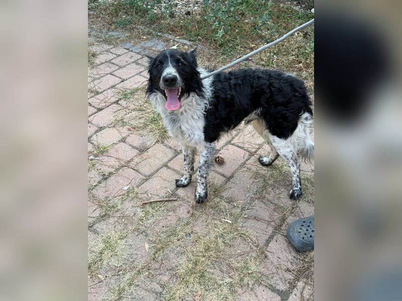 Oreo, geboren 05.03.2025, 47cm sucht seine Familie