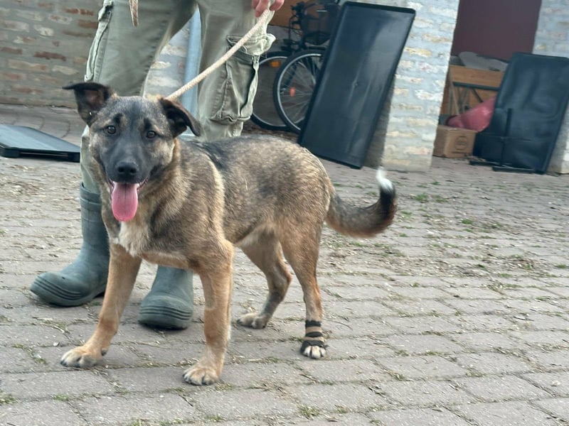 Mano, geboren 11.09.2025, 33cm sucht sein Glück