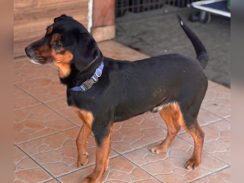 Janos, geb. 05.2020, 46cm sucht seine Menschen