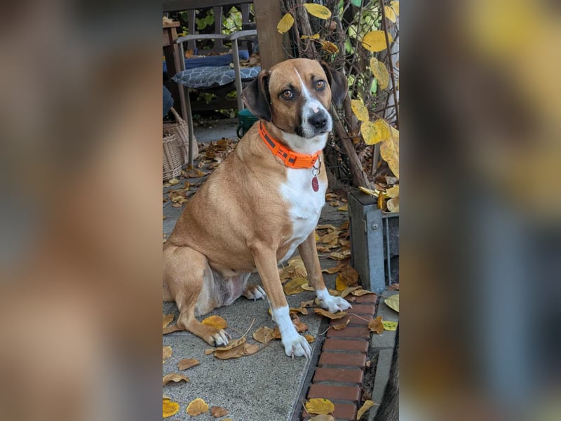 Miranda, geboren 16.08.2020, 49cm sucht ihr für immer Zuhause (Pflegestelle in Deutschland)