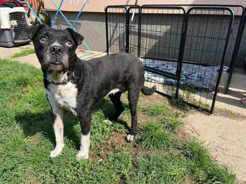 Thea, geboren 01.01.2015, 45cm sucht ruhiges Zuhause