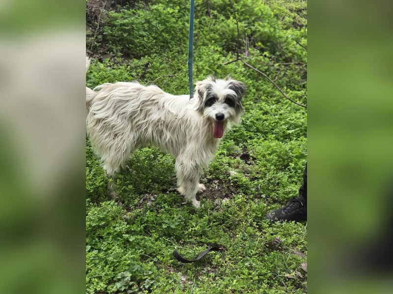 Panda, geboren 01.08.2024, 48cm sucht ihr Für-immer-Zuhause