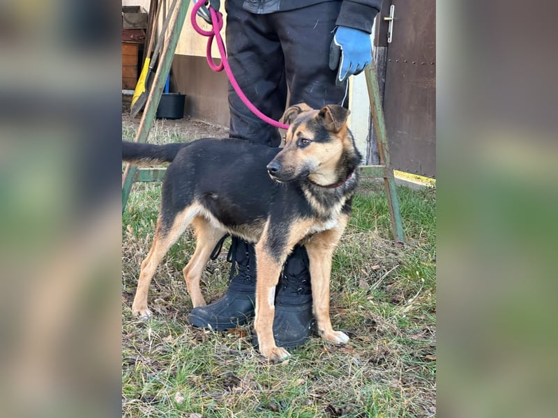 Gofi, geboren 01.08.2024, 46cm sucht seine Menschen