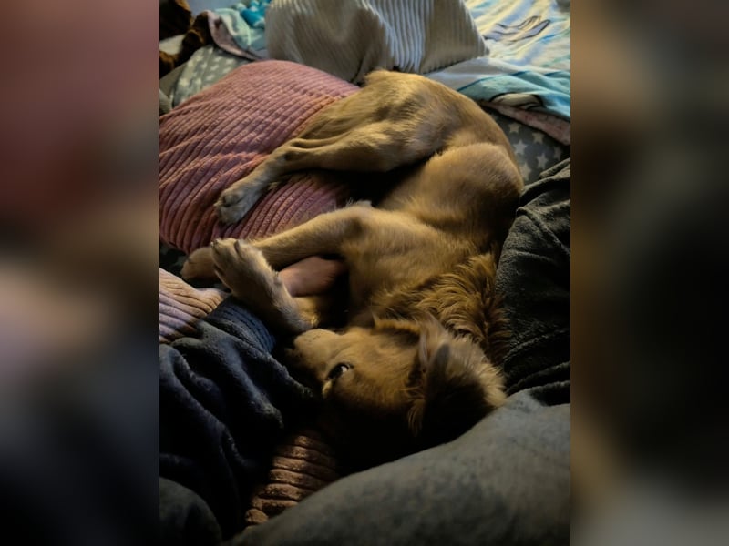 Luna, geboren 08.02.2026, 44cm sucht sicheres Zuhause (Pflegestelle Deutschland)