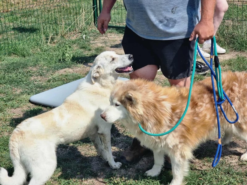Mirko, geb. 15.10.2021, 49 cm, sucht seine Menschen