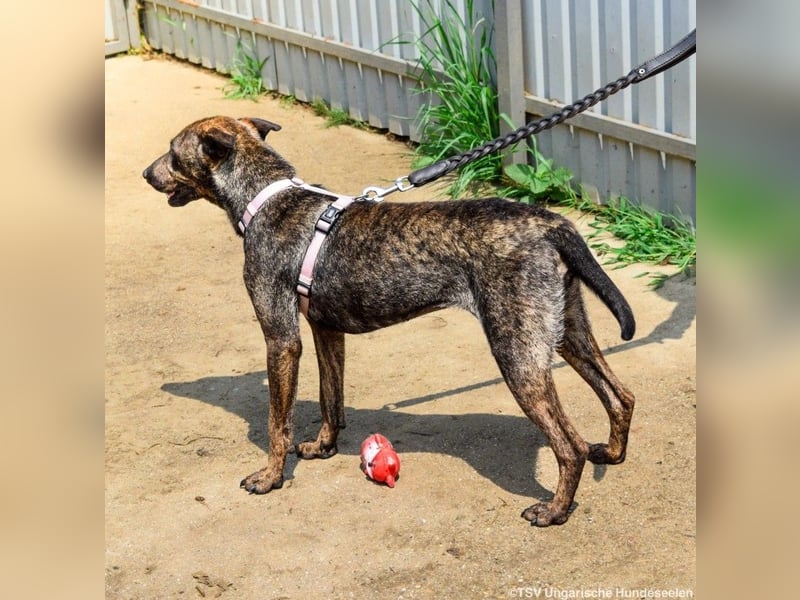 Cindy, geb. 06.2022, 48 cm sucht ihre Menschen zum Weltentdecken