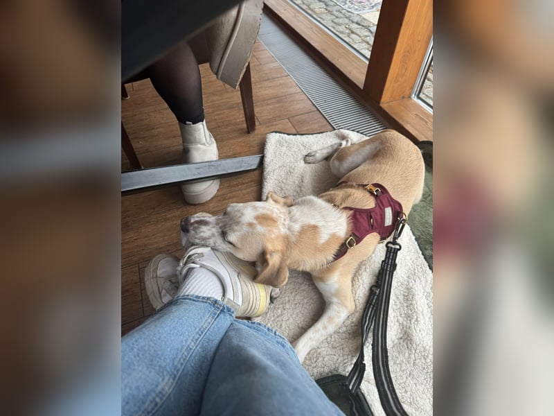 Misa, geboren 04.2024, 45cm sucht neues Zuhause