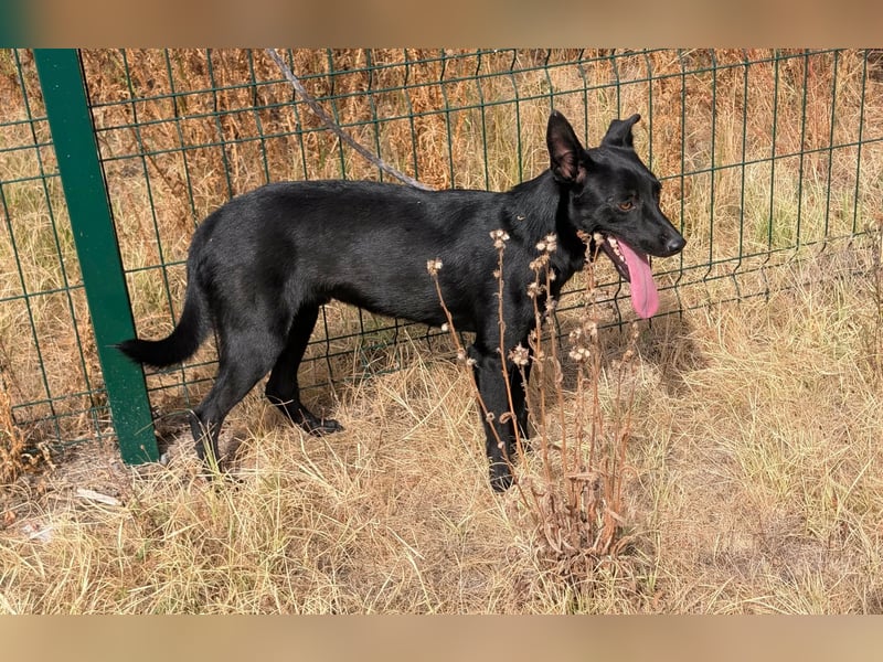 Houdini, geboren 01.11.2025, 45cm sucht sein Körbchen