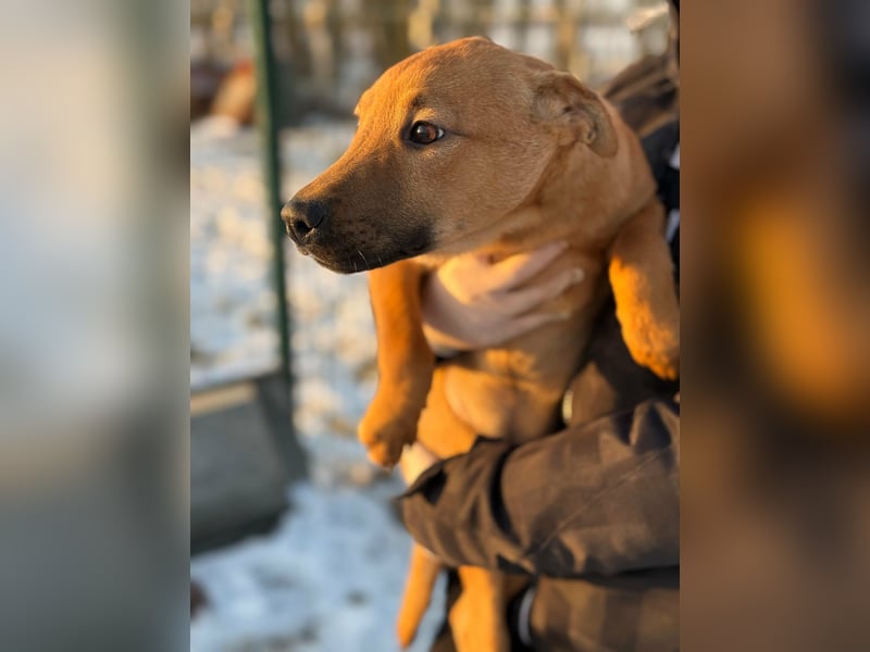 Tequila, geboren 25.08.2025, 45cm sucht Ihr Zuhause