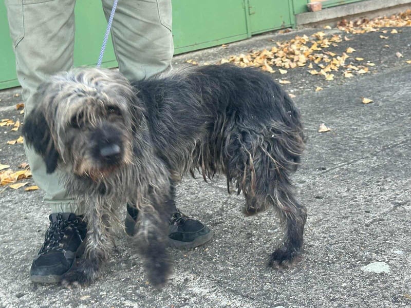 Ficko, geboren 10.08.2022, 47cm sucht sein Glück