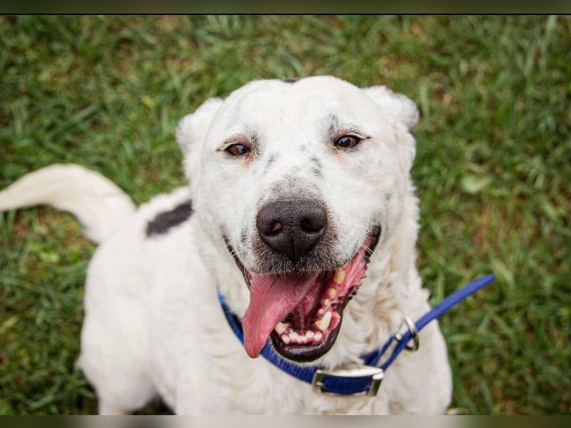 Dallas, geboren 11.10.2018, 50cm sucht sein Zuhause