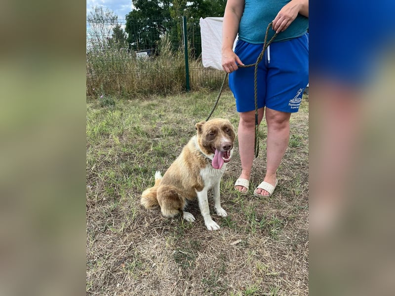 Yoko, geboren 15.06.2022, 50cm sucht ihr Zuhause