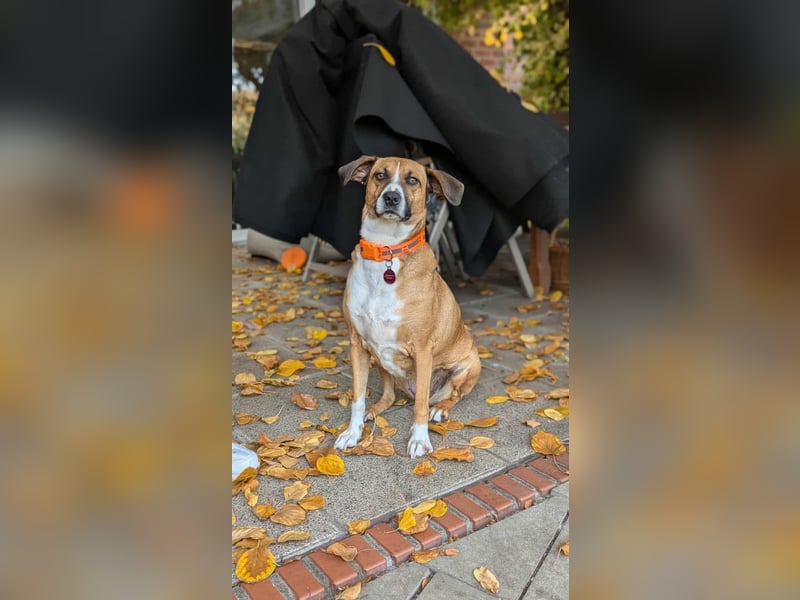 Miranda, geboren 16.08.2020, 49cm sucht ihr für immer Zuhause (Pflegestelle in Deutschland)