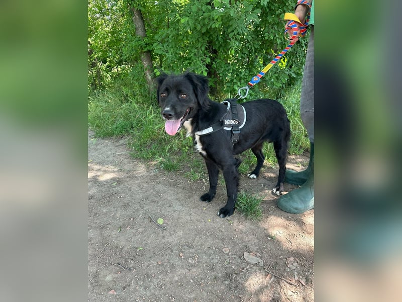 Zsazsa, geb. 01.2025, 52cm sucht ihr für immer Körbchen